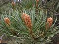 two needle pinyon,pinon pine,nut pine,two leaf pinyon